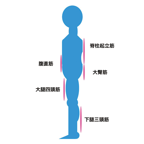筋力トレーニングとメタボ